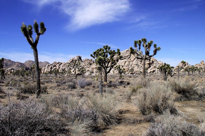 Joshua Tree National Park, California